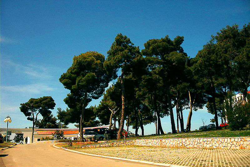 Aleppokiefern in Vrsar
