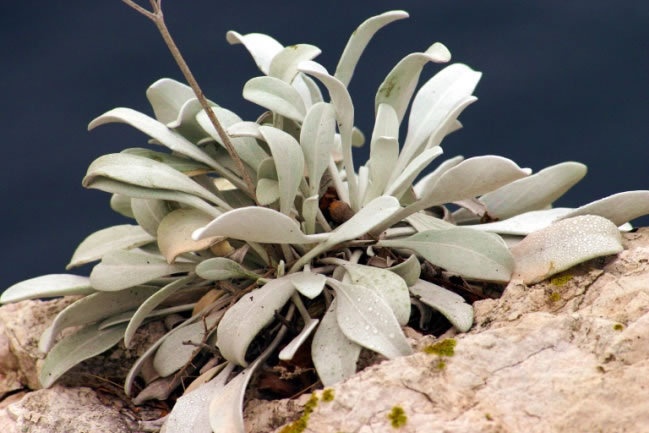 Naturpark Telascica 9
