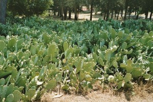 Nationalpark Brijuni Kaktusfeigen