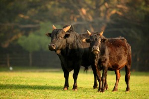 Nationalpark Brijuni Kühe