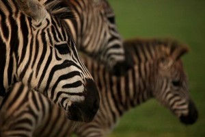 Nationalpark Brijuni Zebra