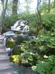 Plitvicer Seen Wald