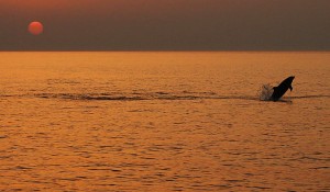 Delphine im Naturpark Telascica