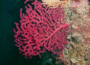 Naturpark Telascica Meeresblütenpflanzen