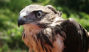 Naturpark Telascica Raubvoegel