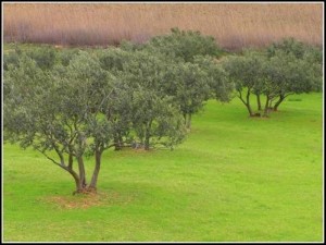 Vransko-Jezero Natur